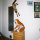 Image for article titled What cats do when we’re not watching